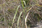 Common reed